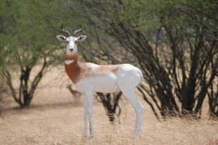 3 antelope ruling dama gazelle