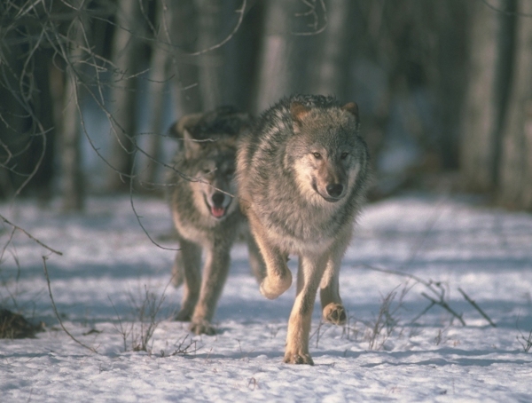 wolvesfirstforhunters012014